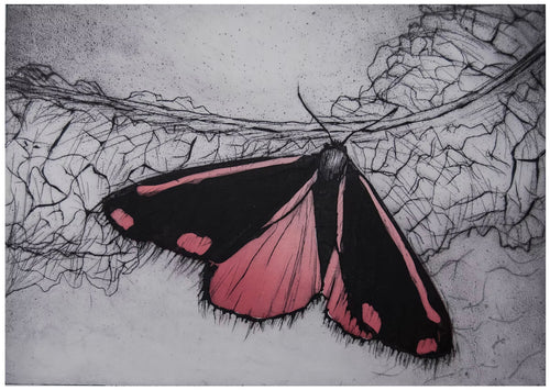 Blodplet sommerfugl - grafisk tryk